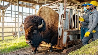 ¿Cómo los Agricultores Americanos Están Criando Miles de Bisontes Agricultura [upl. by Earissed]