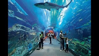 ACOMPAÑANOS A NUESTRA VISITA AL ACUARIO INBURSA DE LA CIUDAD DE MÉXICO [upl. by Treve]