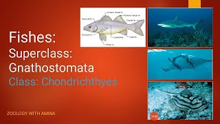 Fishes  Super class Gnathostomata  Class Chondrichthyes [upl. by Baily]