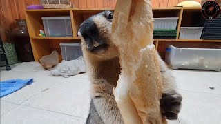 I gave marmot and prairie dogs a large loaf of bread [upl. by Leile585]