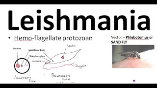 Parasitology 061 a Leishmania donovani leishmaniasis Kala azar Sand fly Amastigote ProMastigote [upl. by Llenral]