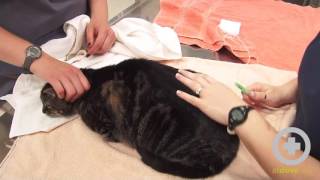 How to Give Subcutaneous Fluids to Your Pet [upl. by Loginov498]