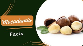 Macadamia Facts [upl. by Atila]