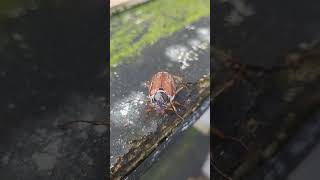 The Common Cockchafer flying beetle uk [upl. by Gregory941]