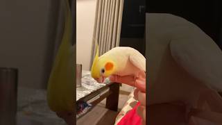 Quand ton oiseau calopsita essaie de chanter la Famille Addams singingcockatiel [upl. by Nyral706]