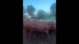 Maintaining cattle on grass beefcattle brahman feedlot [upl. by Sisile411]