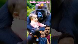 Gorilla caressing the baby🤗😍🥰❤️ animallove gorilla shorts [upl. by Hamlani]