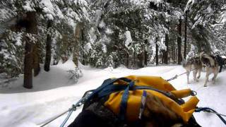 Promenade chiens de traineau  Dog sled ride  CANADA  Quebec  KanathaAki  Etangs Tremblant [upl. by Ahsiekin]