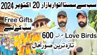 sunday birds market lahore 2024  sunday birds market latest update [upl. by Adnilg]