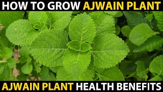 How to Grow AJWAIN PLANT at Home  MEXICAN MINT Medicinal Uses [upl. by Ahcropal639]