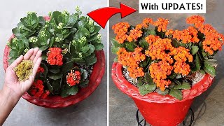 Watch How To Get TONS of FLOWERS On Kalanchoe [upl. by Ynagoham]