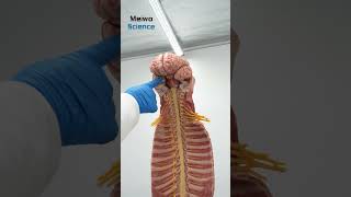 High Simulation Spinal Cord and Spinal Nerve Anatomy Model [upl. by Araccot]