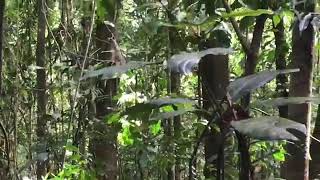 Daintree River Ringtail Possum  Pseudochirulus cinereus [upl. by Bourgeois]