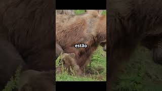 brown bear part 2 animals CURIOSITY fatscurious bears [upl. by Hailee579]