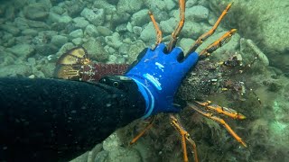 Torquay Diving  Cray Season Opening 2024 2 Crays and Abalone 3kg Crayfish [upl. by Rona]