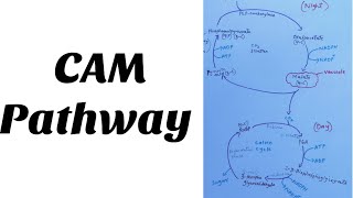 CAM Pathway Crassulacean acid metabolism [upl. by Eniloj]