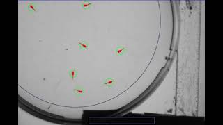 Zebrafish prepulse inhibition sensorimotor gating [upl. by Previdi990]