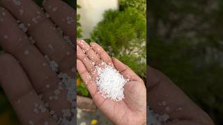 Most important fertiliser for plant❤️ Fertiliser khaad UreaFertiliser Gardening Plant Trick [upl. by Auvil669]