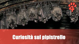 Pipistrello comune caratteristiche comportamento e curiosità [upl. by Auqinaj]