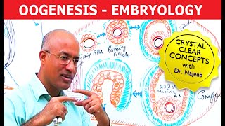 Oogenesis  Gametogenesis  Embryology🩺 [upl. by Sobmalarah400]