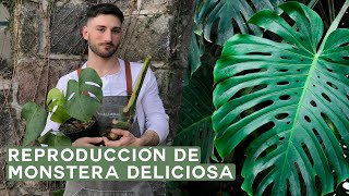 Cómo reproducir la Monstera Deliciosa Esquejes en agua y tierra [upl. by Pooh271]