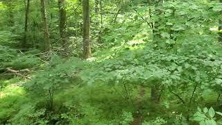 Virginia Land for Sale  63 Acres  Wooded Hill Top Land  Owner Financing  Billylandcom [upl. by Aniad]