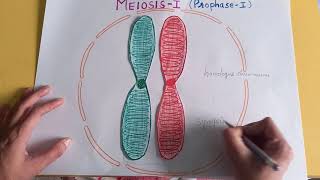 PROPHASE I OF MEIOSIS I  synapsissynaptonemal complexbivalenttetrad chiasmataCELL DIVISION [upl. by Hanas]