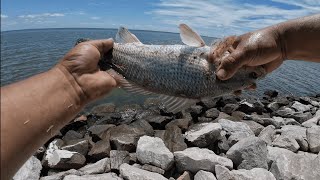 Pesca de Spot Corvina Croaker y Red Drum [upl. by Cornish]