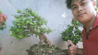 Fukien teacarmona retusa bonsai1year in training [upl. by Theona]