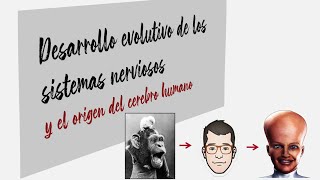 Evolución de los sistemas nerviosos y origen del cerebro humano [upl. by Yauqaj]