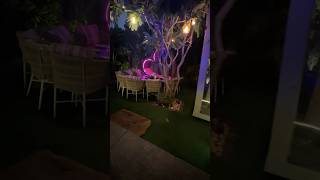 Club Tropicana 🤩 📍Adampur Punjab  check out the full video   food jalandhar viralshort [upl. by Bore]