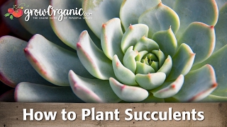 How to Plant Succulents [upl. by Ashti]