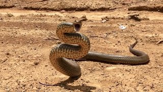 AUSTRALIAN EASTERN BROWN SNAKEPseudonaja textilis DEFENSIVE BEHAVIOR EXPLAINED [upl. by Etolas]