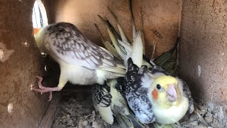 COCKATIEL BIRD BREEDING PROGRESS  bird setup ki update or new bird bhi add kiye [upl. by Adirehs818]