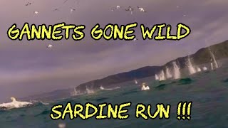 Gannet’s Gone Wild  Sardine Run  Greatest Shoal on Earth [upl. by Bagger]