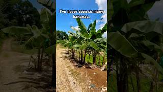 What Dole Banana Plantation Looks Like in the Philippines travel tropicalfruit trending shorts [upl. by Heman]