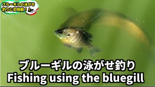 ブルーギル泳がせ釣りやってみた！ Bass fishing in Japan [upl. by Maisel825]