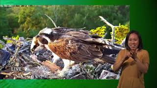 Compilation of the Successful Poole Harbour Osprey Nest Cam  Springwatch 2023 signed [upl. by Miksen]