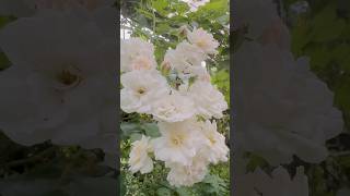 White climbing rose flowers flowers englishrose gardeningshortsfeed shorts shortsvideo [upl. by Nosoj756]