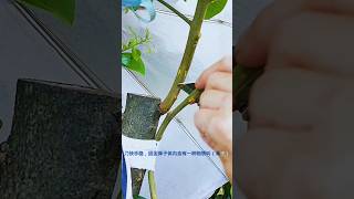 双方分泌单宁滑液让彼此伤口碳化 发黑 形成愈伤组织 youtubeshorts bonsaitree diy [upl. by Zucker]