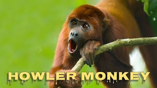 Howler monkey sound [upl. by Ellebyam850]