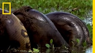 Anaconda vs Mammal  National Geographic [upl. by Carpet]