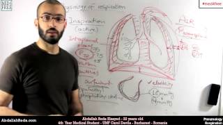 How do lungs work in respiration Physiology of inhalation and exhalation  عبد الله رضا MD [upl. by Neztnaj]