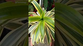 Dracaena Care Tips to Grow Healthy Plants [upl. by Ythomit]