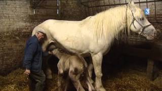 Emile 89 ans et une passion toujours dévorante pour les chevaux Boulonnais [upl. by Brett]