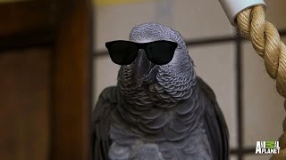 Meet Santos The Rapping Potty Mouth Parrot [upl. by Nolte]