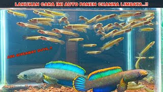 Cara Breeding Ikan Channa Limbata Biar Anakanya Banyak  Cara Ternak Channa Limbata [upl. by Arbuckle936]