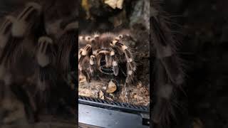 Just listen to this tarantula arachnid exoticspets pets shorts [upl. by Melania]