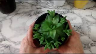 Suculentas  Cuidando de Haworthias Haworthia Cymbiformis e Haworthia Retusa [upl. by Aubigny]