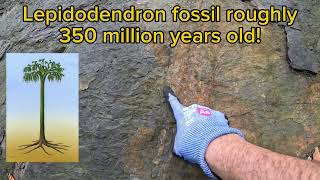 Fall fossil find in the Coal Region Lepidodendron [upl. by Marice172]